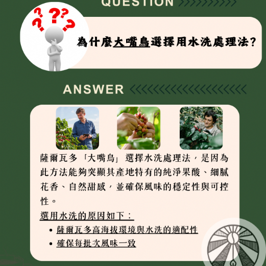 薩爾瓦多 大嘴鳥